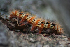 Lepidoptera