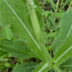 Sonchus asper