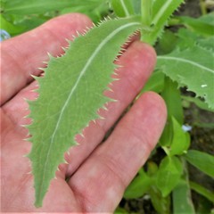 Sonchus asper
