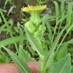 Sonchus asper