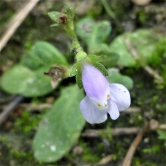 Mazus pumilus