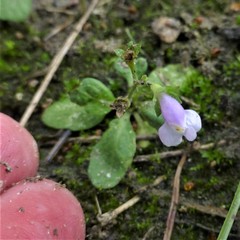 Mazus pumilus