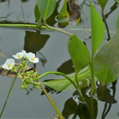 Sagittaria platyphylla
