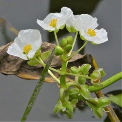 Sagittaria platyphylla