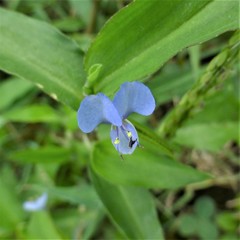 Commelina diffusa