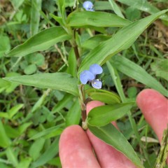 Commelina diffusa