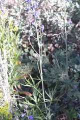 Delphinium depauperatum