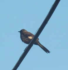 Mimus polyglottos polyglottos