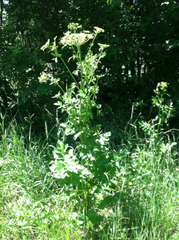 Tordylieae