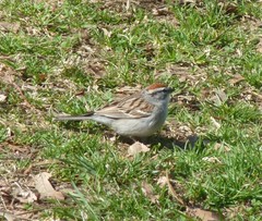 Spizella passerina passerina
