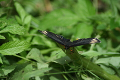 Chlosyne ehrenbergii