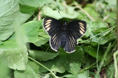 Chlosyne ehrenbergii