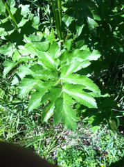 Tordylieae
