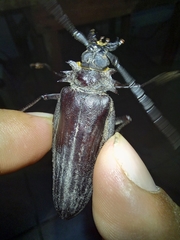 Derobrachus inaequalis