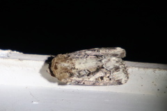 Spodoptera umbraculata