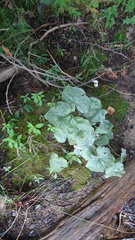 Caltha palustris palustris