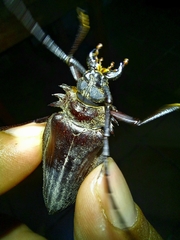 Derobrachus inaequalis