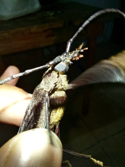 Derobrachus inaequalis