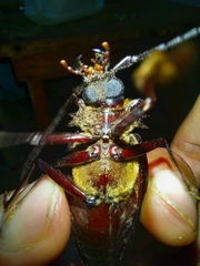 Derobrachus inaequalis