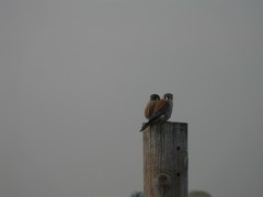 Falco sparverius sparverius