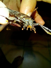 Derobrachus inaequalis