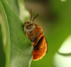 Amegilla bombiformis