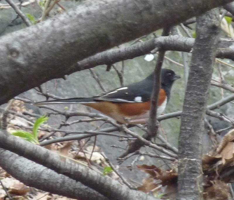 Red-eyed Eastern Towhee