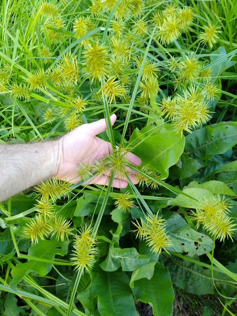 strawcolored flatsedge from Chillum, MD, USA on September 13, 2020