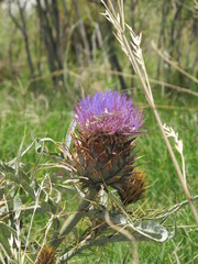 Cynara cardunculus cardunculus