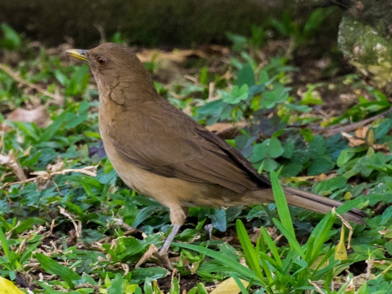Turdus grayi yucatanensis