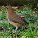 Turdus grayi casius - Photo (c) carnifex, some rights reserved (CC BY), uploaded by carnifex