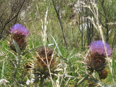 Cynara cardunculus cardunculus