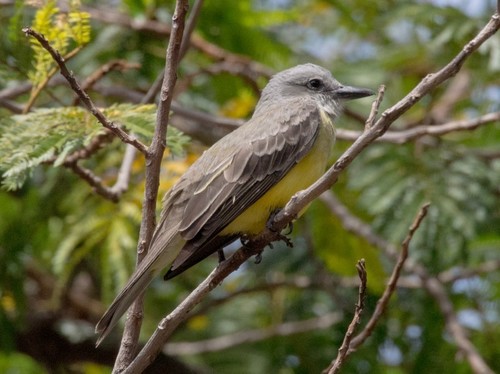 Tropical Kingbird