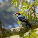 Costa Rican Acorn Woodpecker - Photo (c) carnifex, some rights reserved (CC BY), uploaded by carnifex