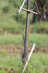 Calotes versicolor