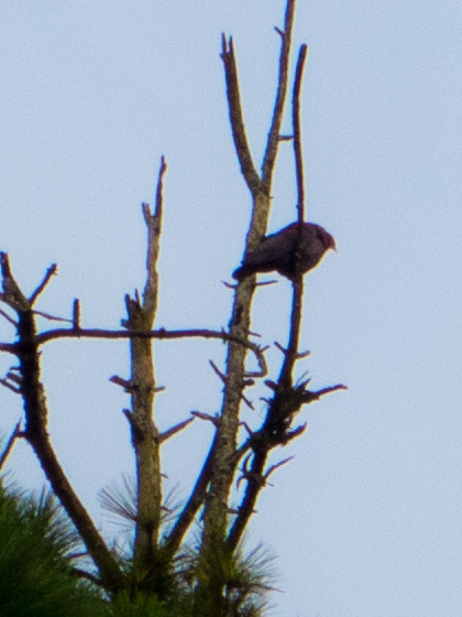 Red-billed Pigeon