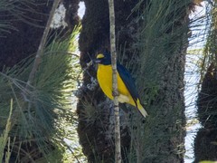 Euphonia hirundinacea