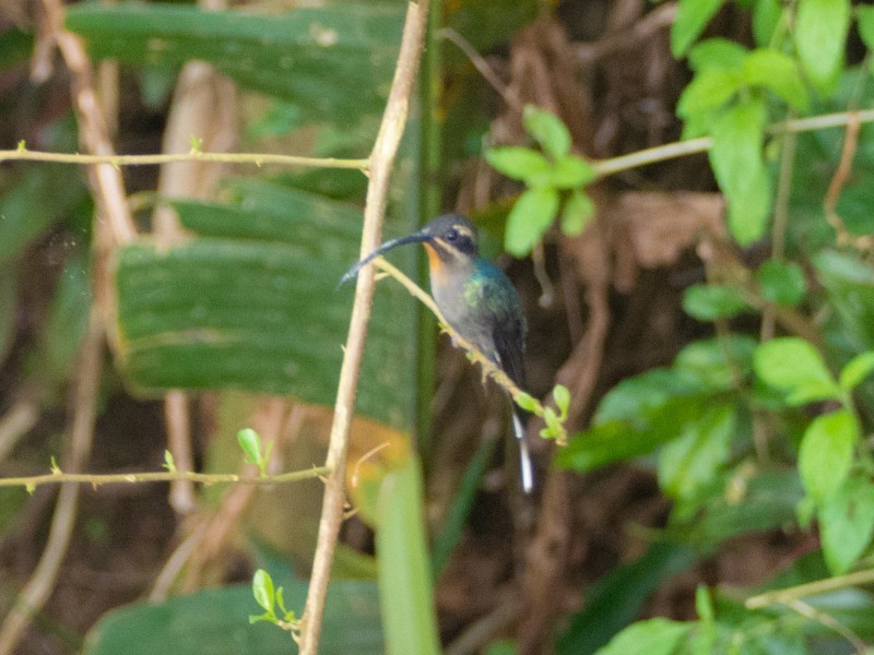 Green Hermit