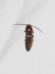 Dipropus simplex