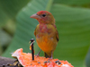 Eastern Summer Tanager - Photo (c) carnifex, some rights reserved (CC BY), uploaded by carnifex