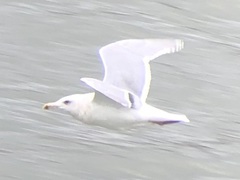 Larus glaucescens × hyperboreus