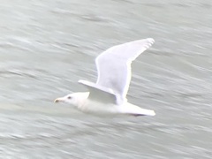 Larus glaucescens × hyperboreus