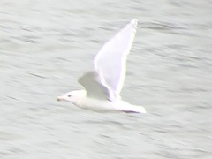 Larus glaucescens × hyperboreus