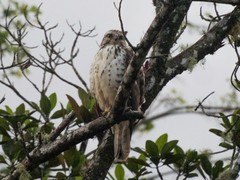 Buteo platypterus