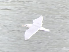 Larus glaucescens × hyperboreus