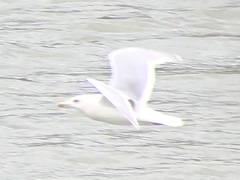 Larus glaucescens × hyperboreus
