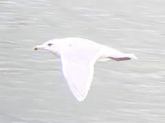 Larus glaucescens × hyperboreus