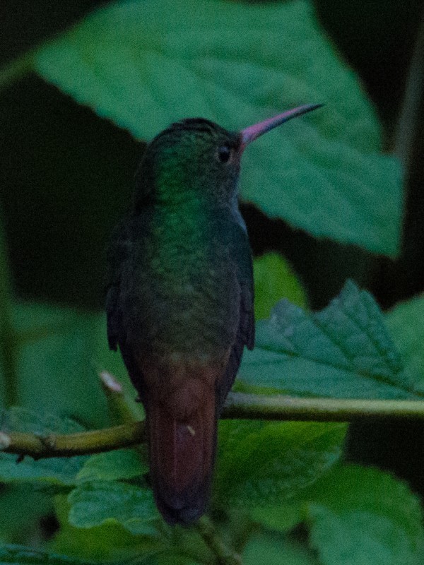 Rieffer's Hummingbird