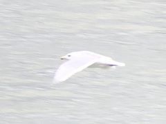 Larus glaucescens × hyperboreus