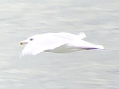 Larus glaucescens × hyperboreus